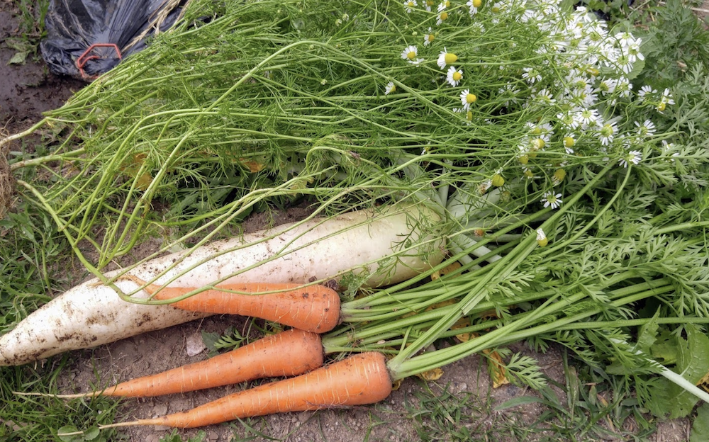 畑・自然栽培の野菜